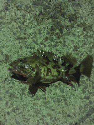 またもやメバル0！