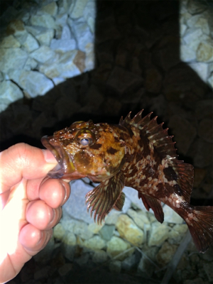 楽しめました(^^)