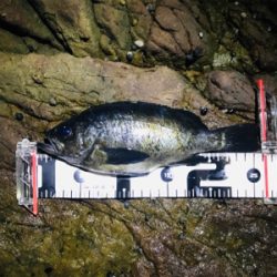 メバルプラッギング開幕