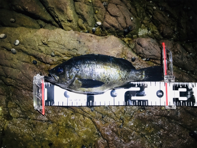 メバルプラッギング開幕