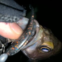 爆風メバリング