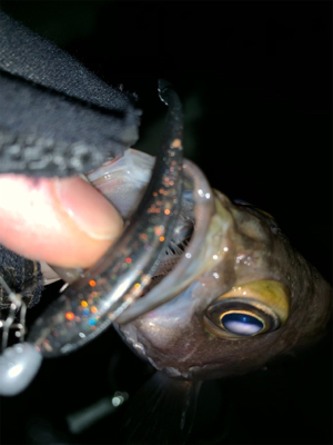 爆風メバリング