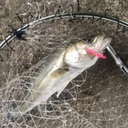 マイクロベイト