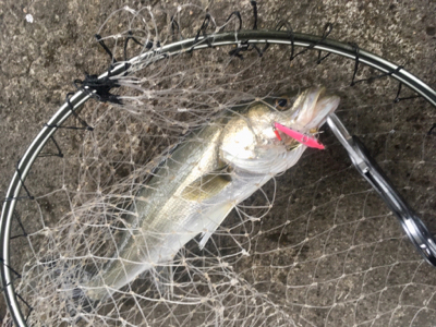 マイクロベイト