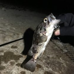 ロックフィッシュ釣り