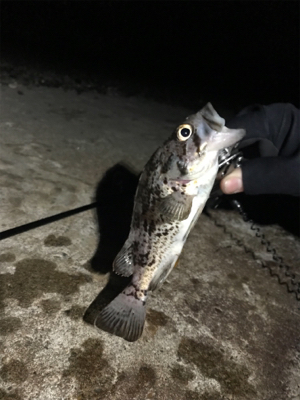 ロックフィッシュ釣り