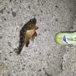 メバリングゥ〜