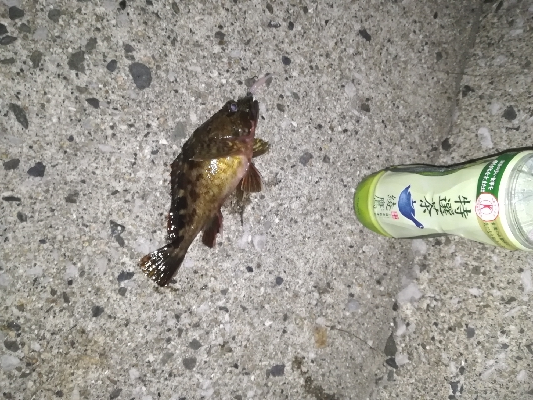 メバリングゥ〜