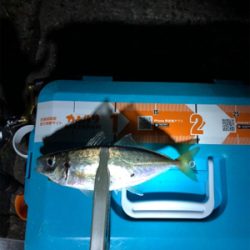 仕事終わりアジング