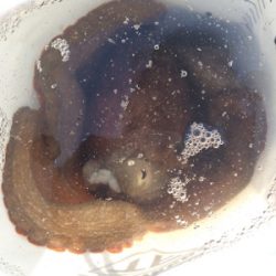 可愛いカレイとキロタコ