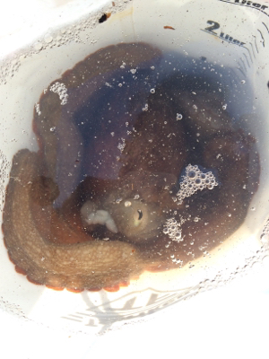 可愛いカレイとキロタコ