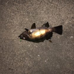 春分の日メバルゲット