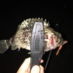 メバルを求めて④