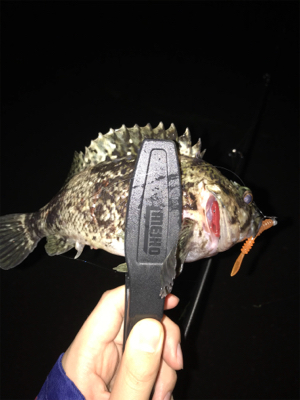 メバルを求めて④