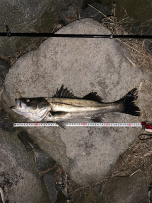 久しぶりのシーバス