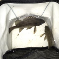 久し振りにメバルの顔が見れました