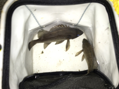 久し振りにメバルの顔が見れました