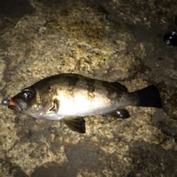 メバル、ガシラに癒される(^.^)