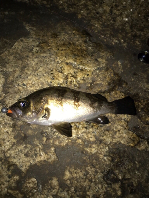 メバル、ガシラに癒される(^.^)