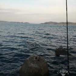 朝マズメメジロ