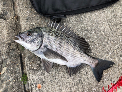 日生でチヌ