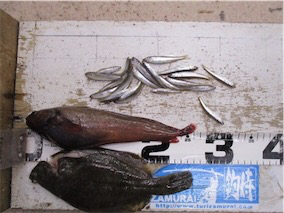 投げ釣り&稚鮎釣り