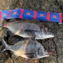 四万十市 沖磯 フカセ釣り