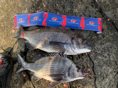 四万十市 沖磯 フカセ釣り