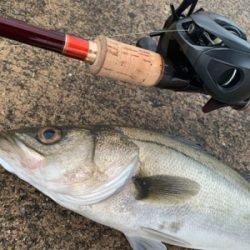 VJにナイスガシラ&シーバス二本