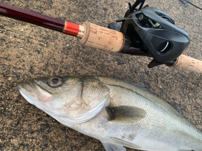 VJにナイスガシラ&シーバス二本