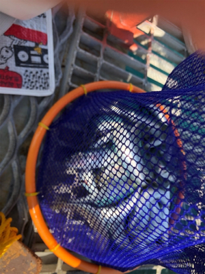 マイワシ回遊からのシーバス