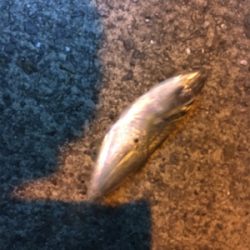 アジングのはずが