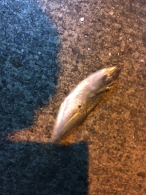 アジングのはずが