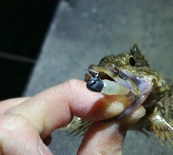 2019年3月24日in岐志漁港