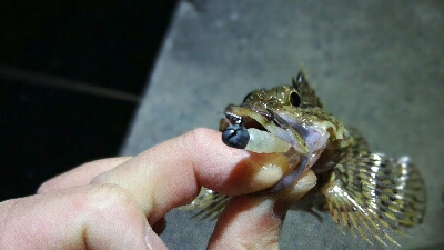 2019年3月24日in岐志漁港