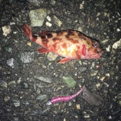 アジングとサビキ