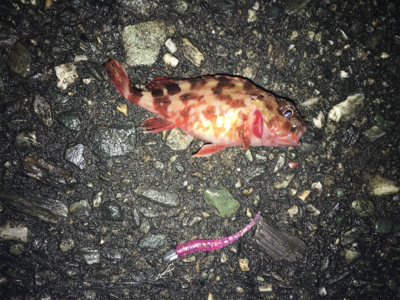 アジングとサビキ