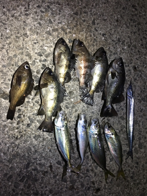 パッとしないサイズ…