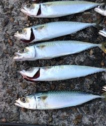 サバサバサバサバサバゲー