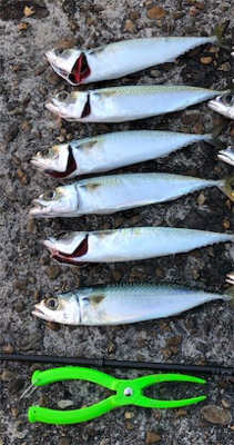 サバサバサバサバサバゲー