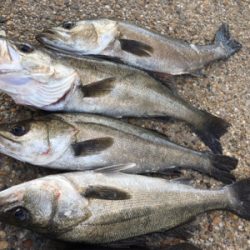 エビ撒き 活性高い!