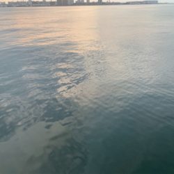 シーバス!船際リベンジ!