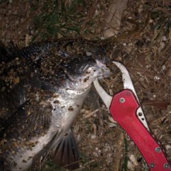 チヌが釣れました