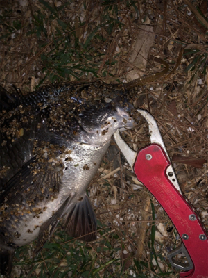 チヌが釣れました