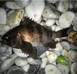 春告メバルに会えました