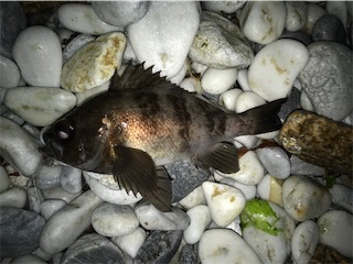 春告メバルに会えました