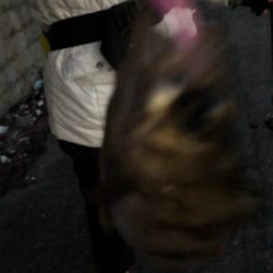 シーバスロッドでメバリング