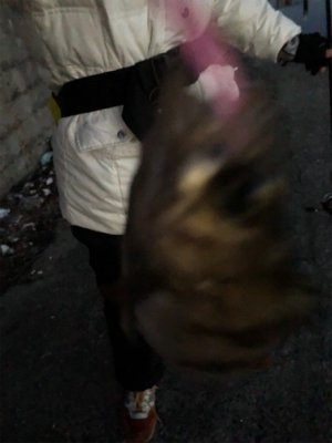 シーバスロッドでメバリング