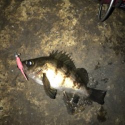 BIGガシラGET (^^)v