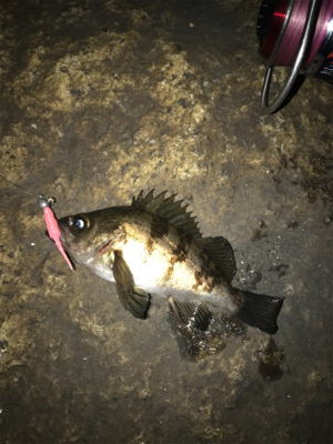 BIGガシラGET (^^)v